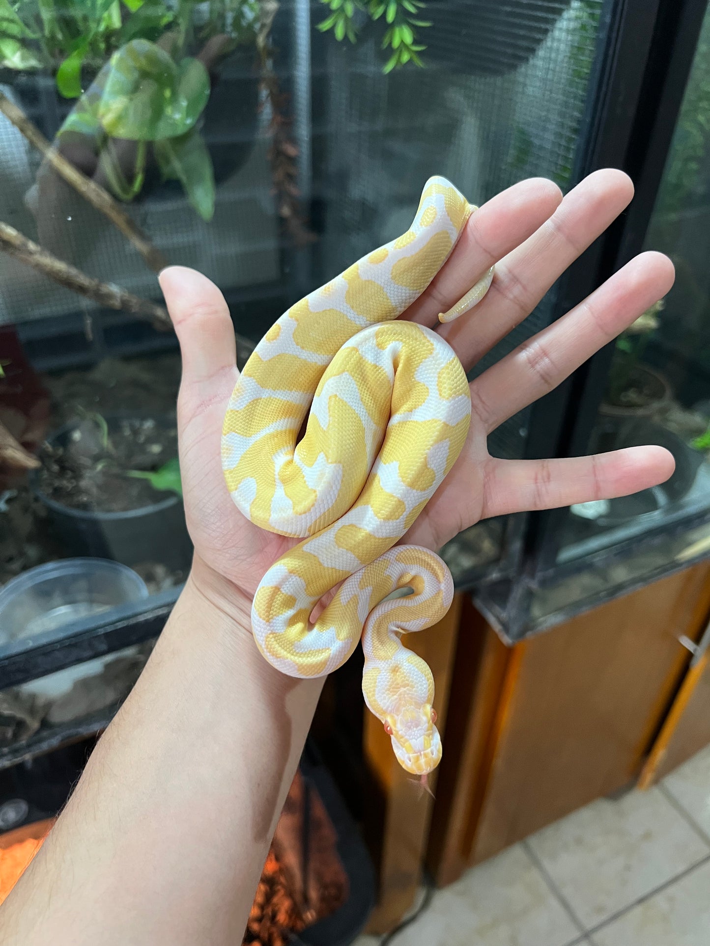 ALBINO YB HEMBRA 81