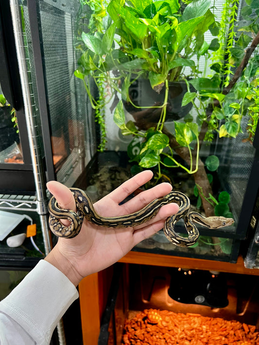 PITON RETICULADA TIGER 100% HET PIED MACHO 50cm aprox. 04-01