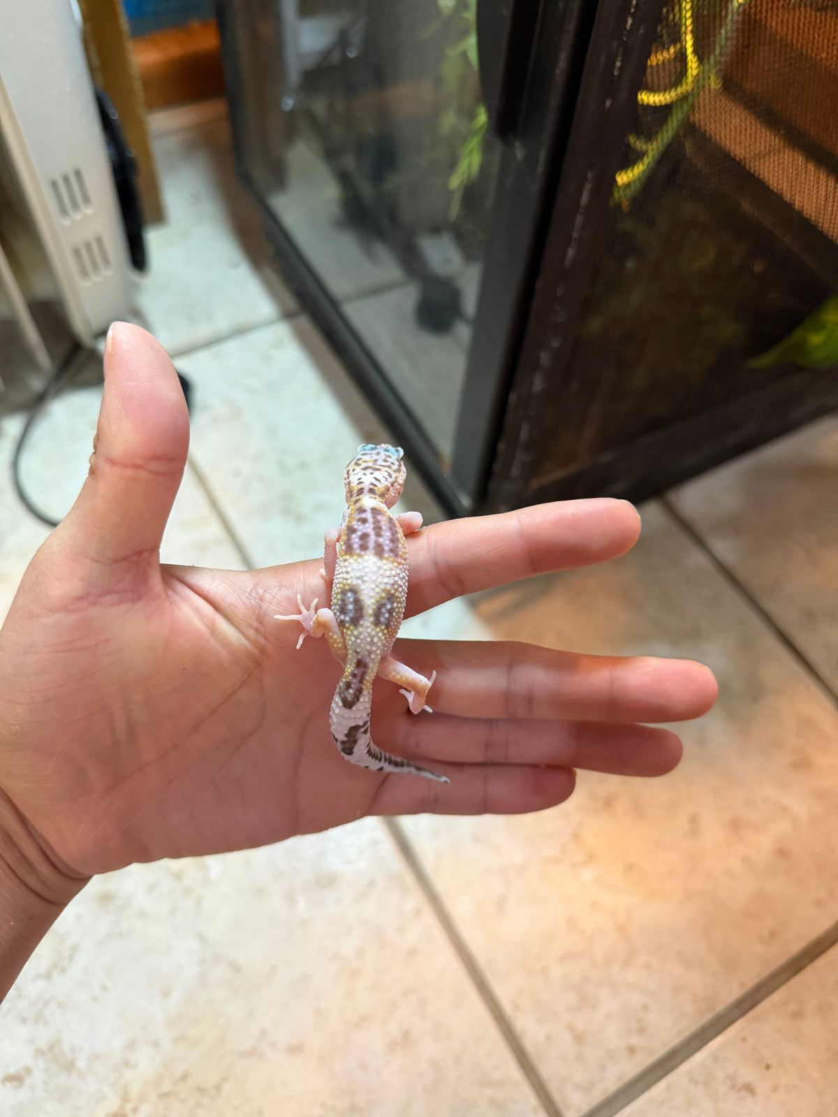 GECKO LEOPARDO MACK SNOW HET ECLIPSE INCUBADO PARA MACHO 156