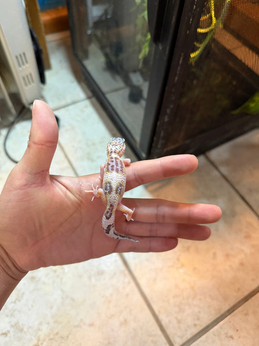 GECKO LEOPARDO MACK SNOW HET ECLIPSE INCUBADO PARA MACHO 156