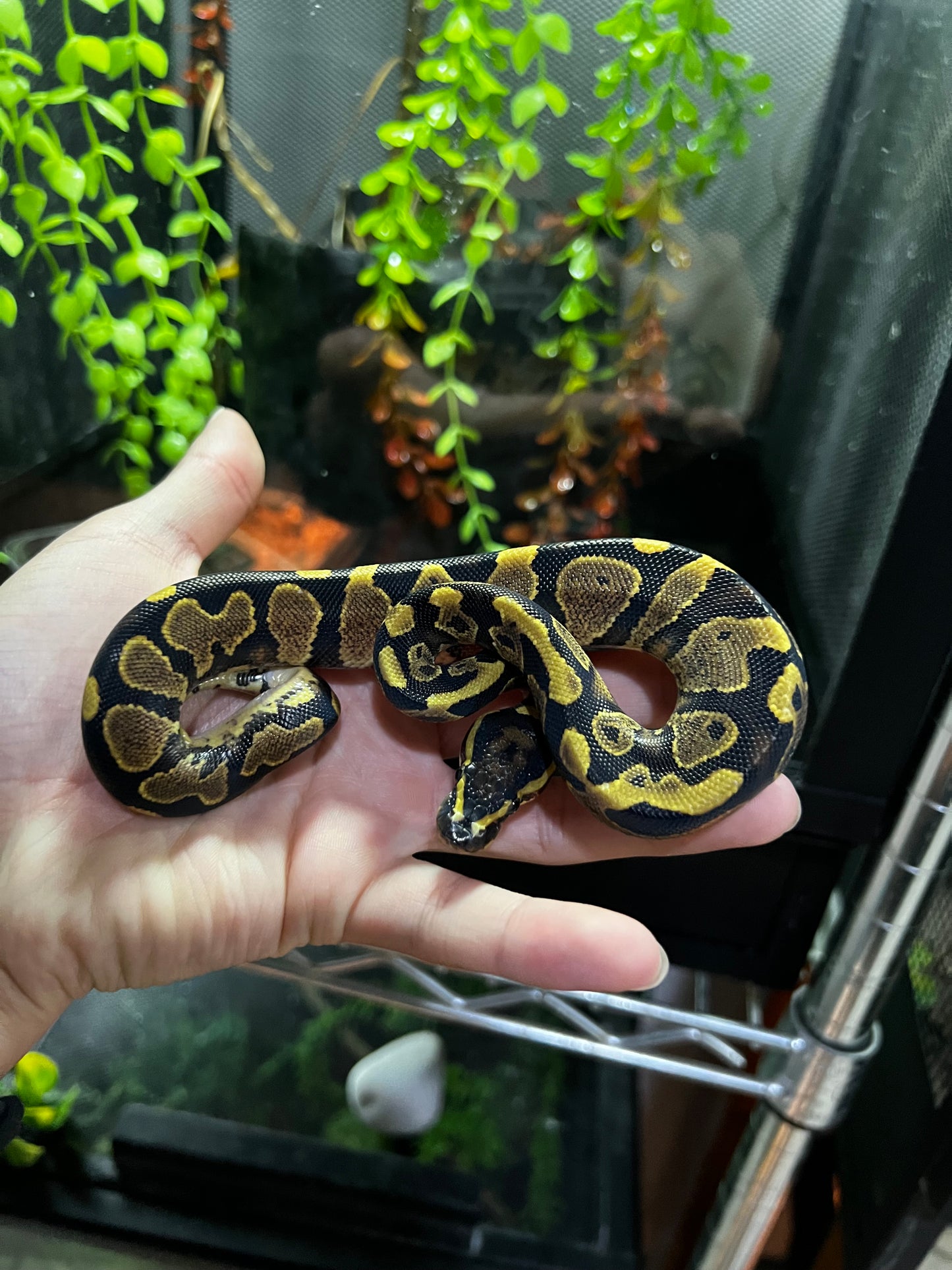 YELLOW BELLY MACHO 66