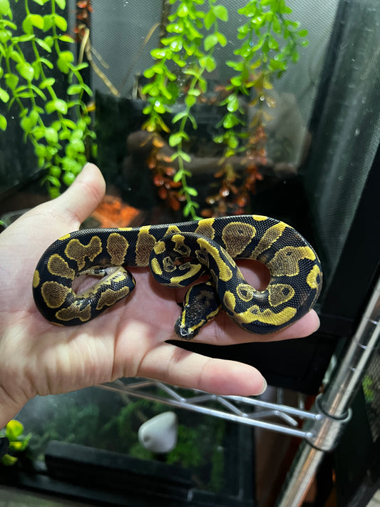 YELLOW BELLY MACHO 66