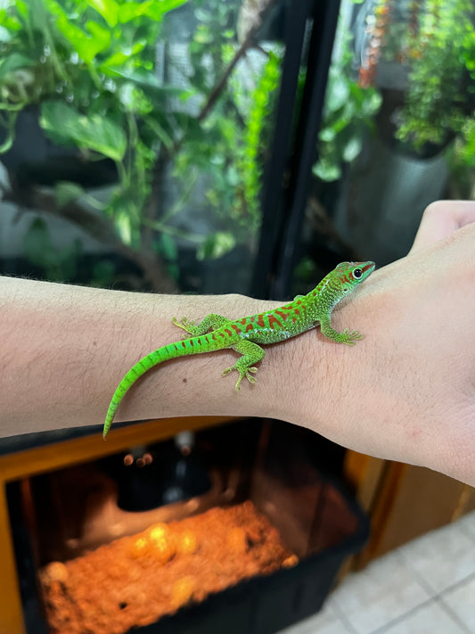 GECKO GIGANTE DE MADAGASCAR CHICO