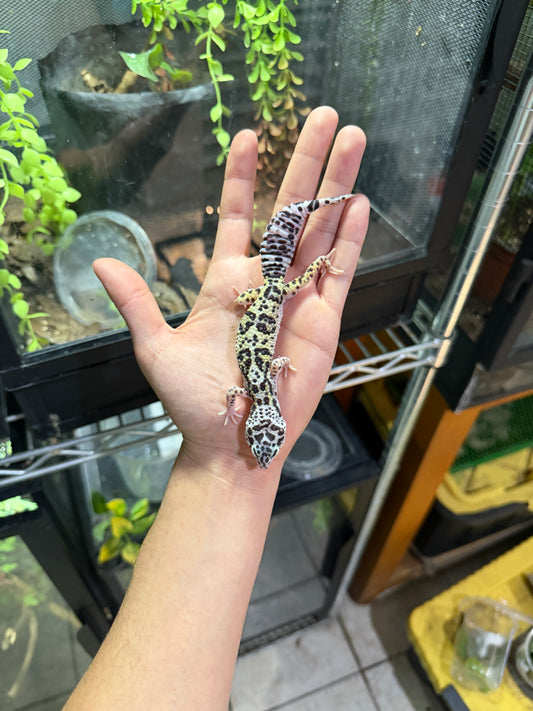 GECKO LEOPARDO  MACK SNOW HEMBRA 6329