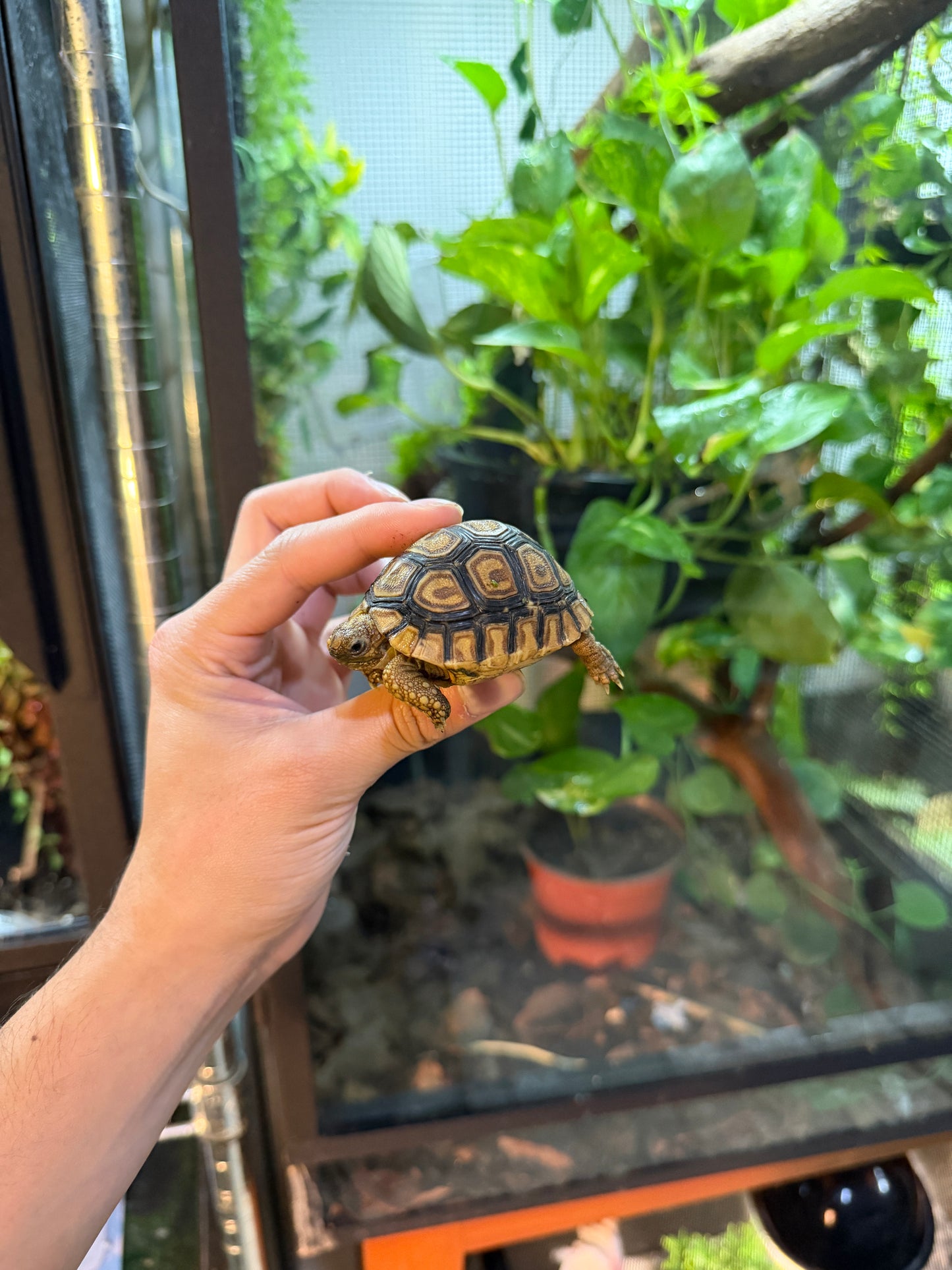 TORTUGA LEOPARDO 5 (Stigmochelys pardalis) CITES2025