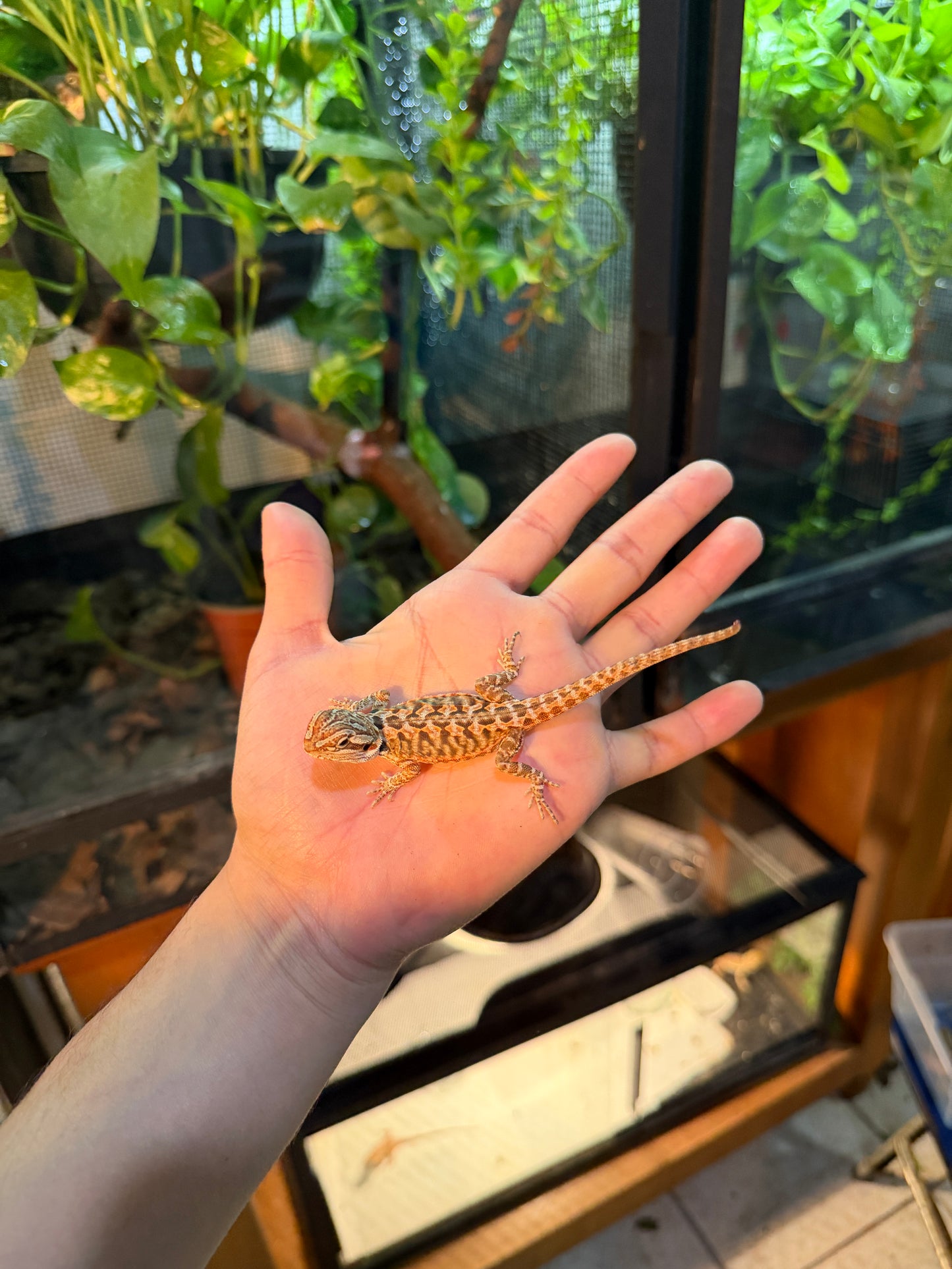 DRAGÓN BARBUDO HYPO LEATHERBACK 17 (PUNTA DE COLA MORDIDA, LE VOLVERÁ A CRECER)