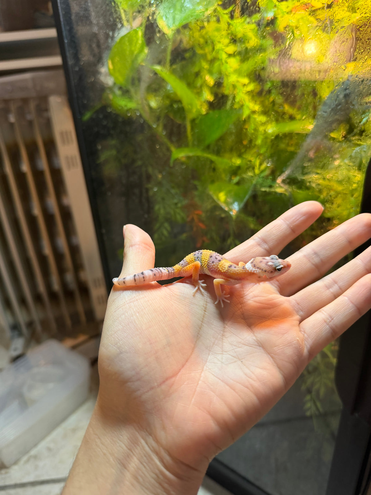 GECKO LEOPARDO HIGH YELLOW POSS HET TYPHOON INCUBADO PARA MACHO 242