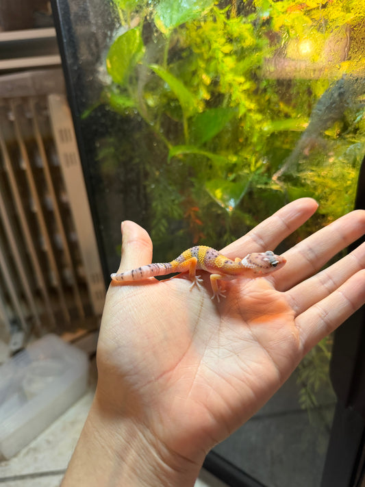 GECKO LEOPARDO HIGH YELLOW POSS HET TYPHOON INCUBADO PARA MACHO 242