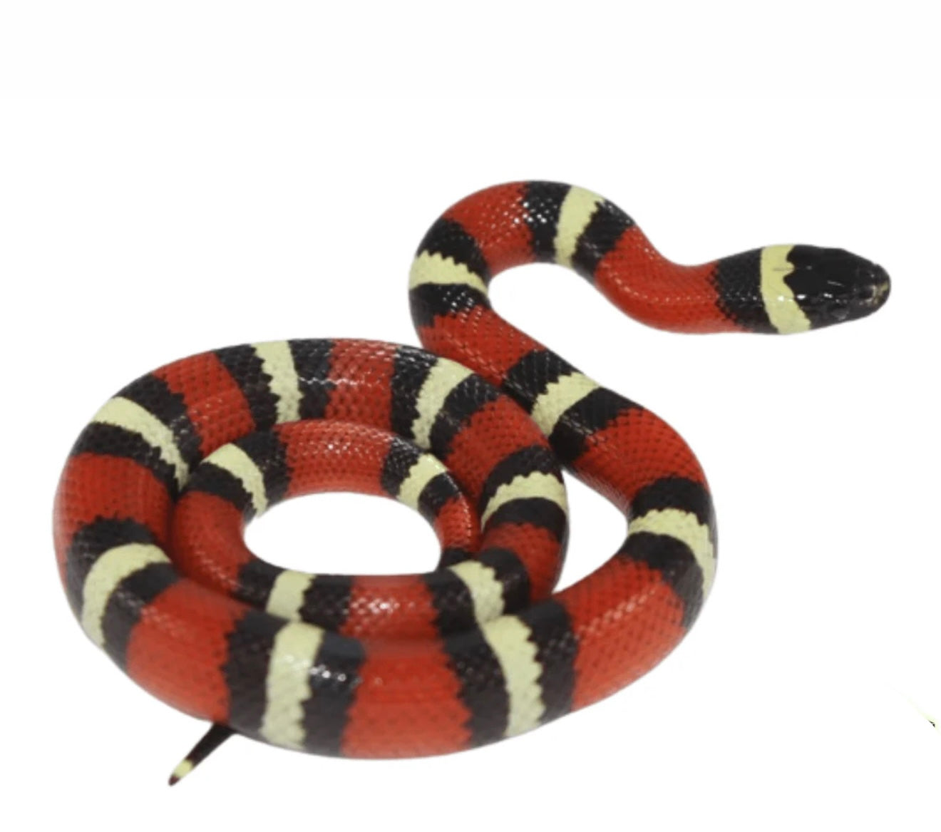 SERPIENTE FALSA CORAL DE PUEBLA