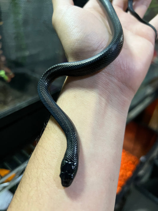 REY NEGRA MEXICANA MACHO 74