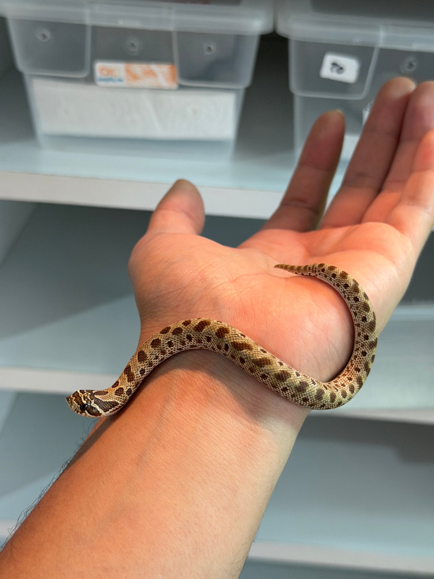 SERPIENTE NARIZ DE CERDO (HOGNOSE) CONDA HEMBRA 2