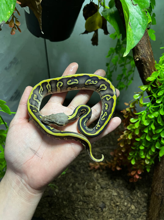 PASTEL LEOPARD MOJAVE HET CLOWN MACHO 94