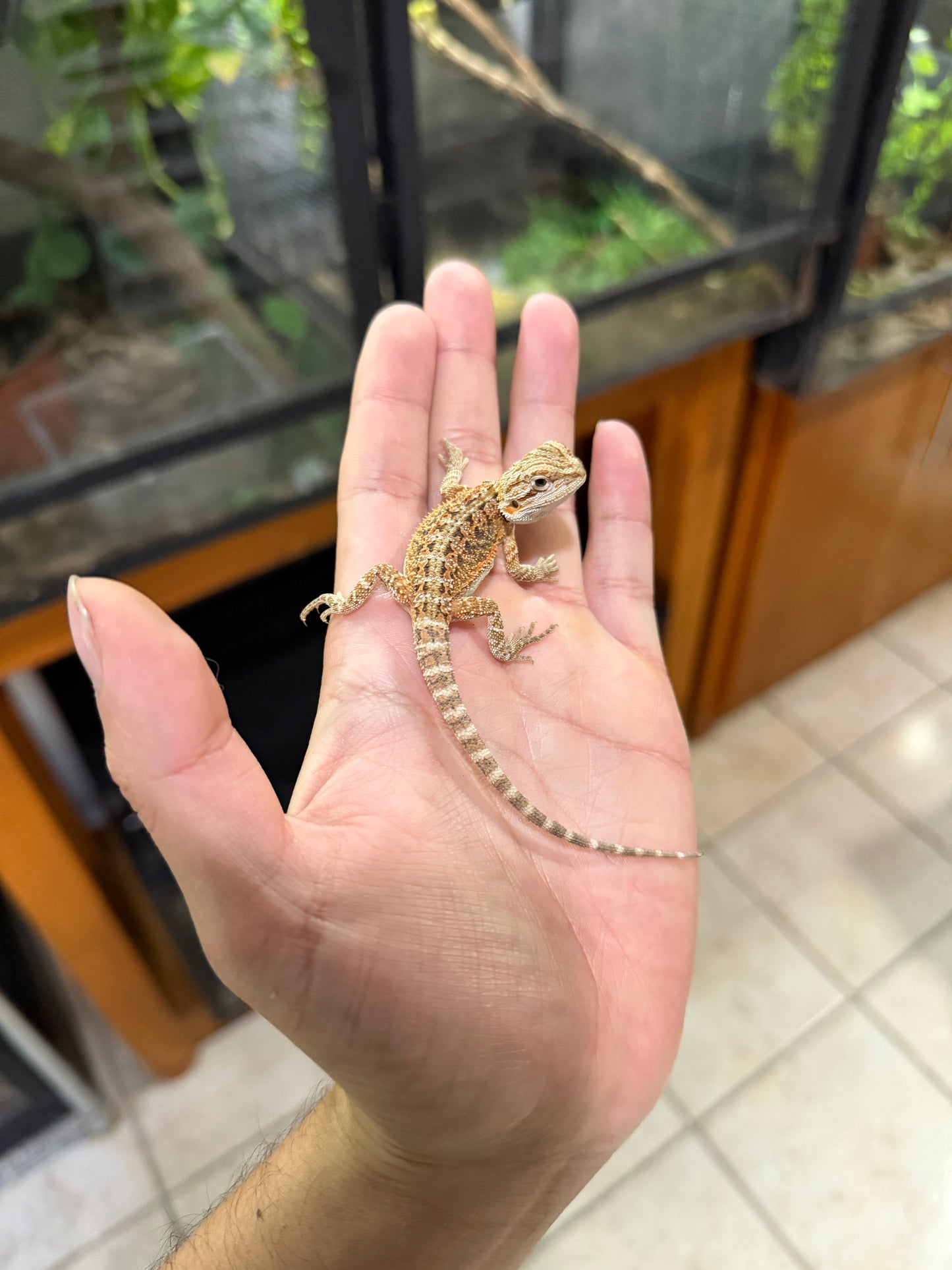 DRAGÓN BARBUDO HYPO CRIA 5