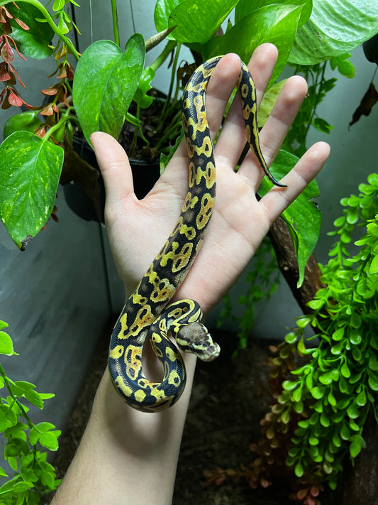 PASTEL HET CLOWN HEMBRA 88