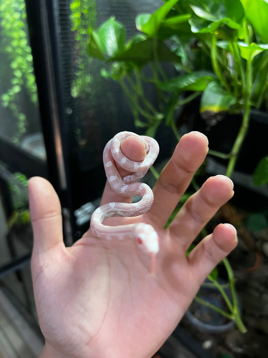 SERPIENTE MAICERA SNOW HEMBRA  39