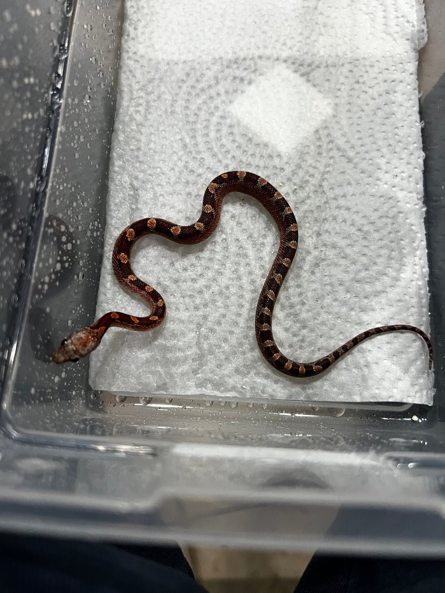 SERPIENTE MAICERA BLOODRED MACHO 3