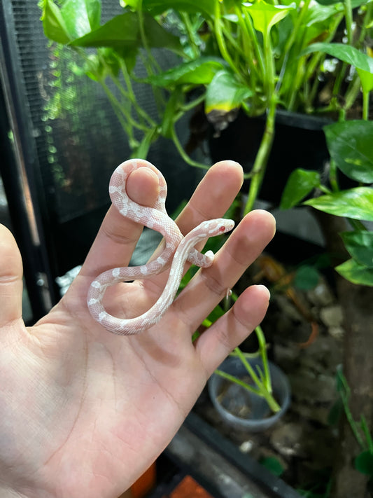 SERPIENTE MAICERA SNOW HEMBRA  39