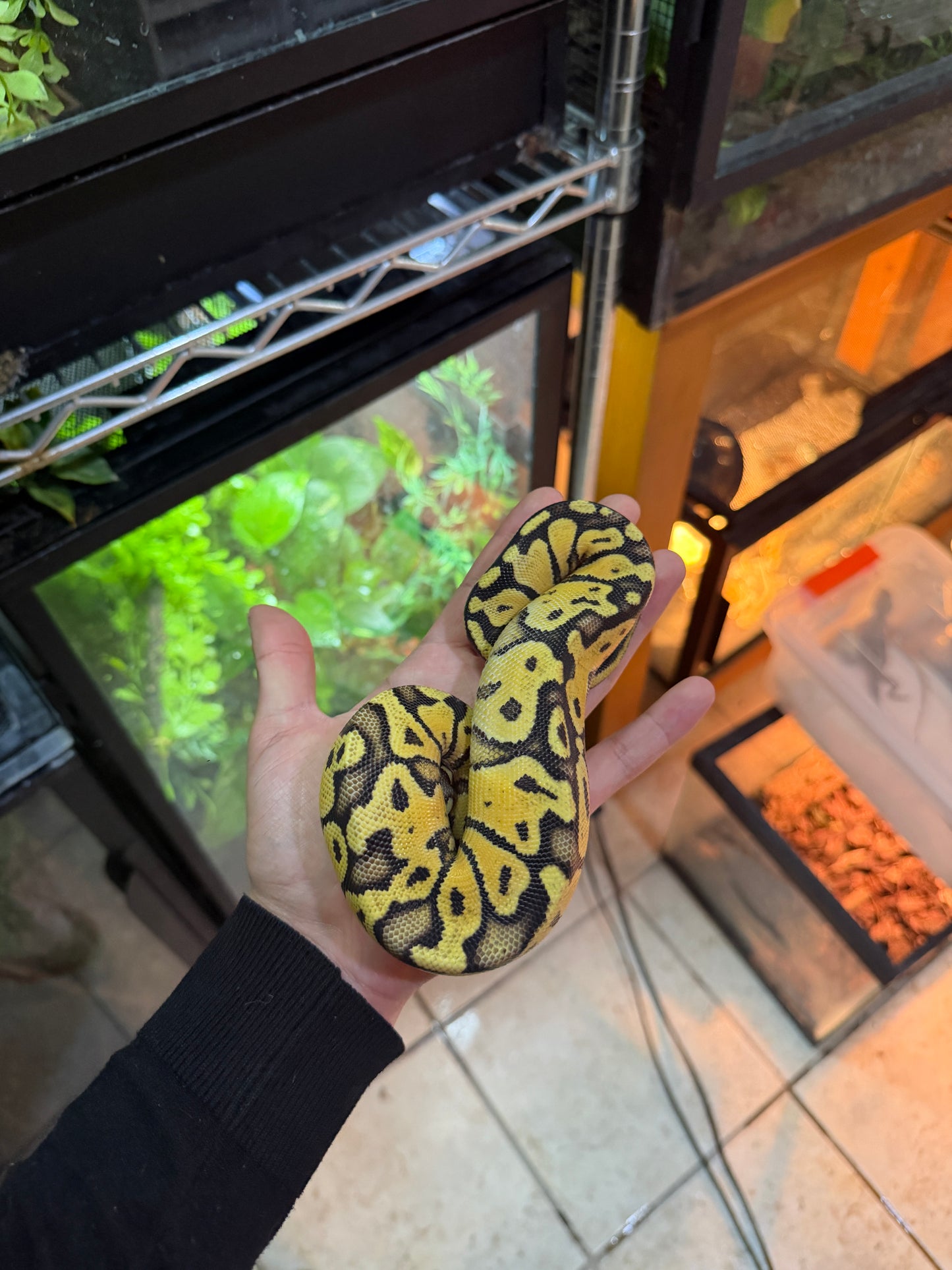 PITÓN BOLA PASTEL YB 66% HET PIED POSS DISCO MACHO