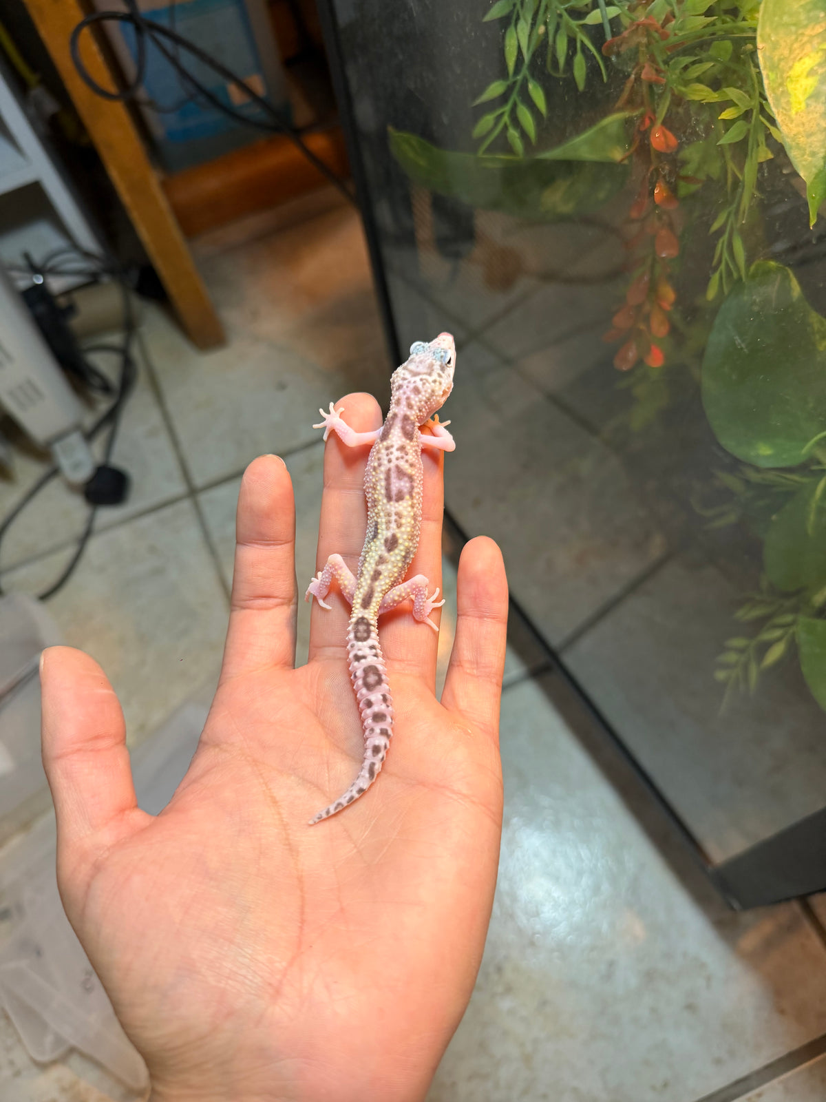 GECKO LEOPARDO MACK SNOW RAPTOR INCUBADO PARA HEMBRA 141
