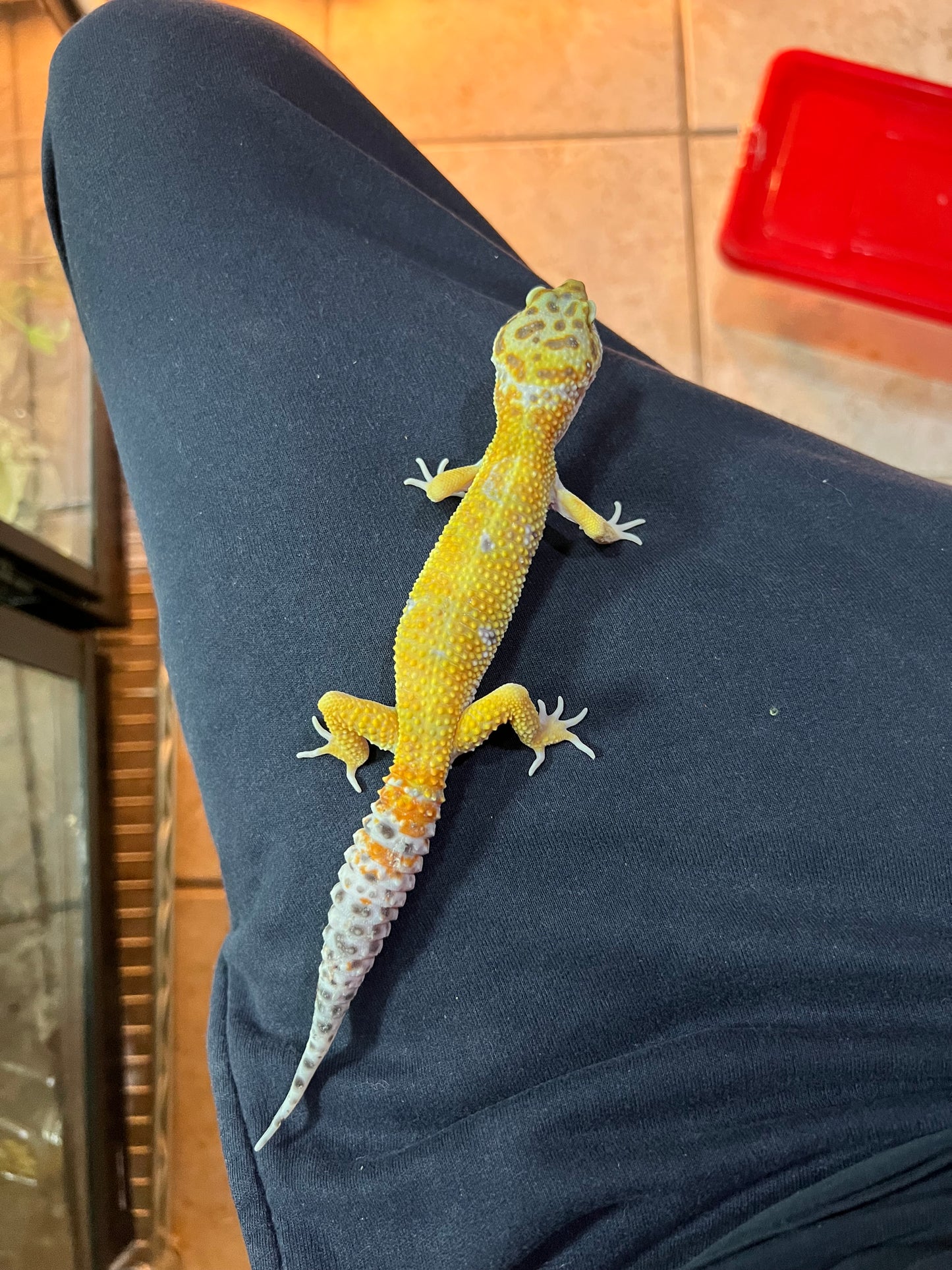 SÚPER HYPO TANGERINE MACHO 22