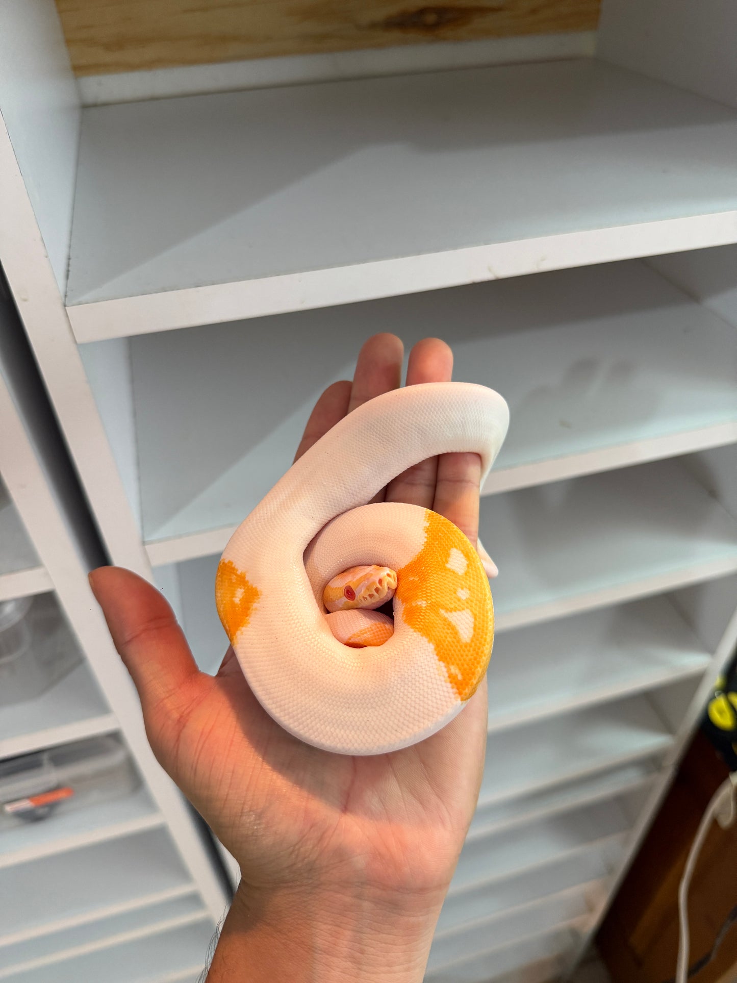 PITÓN BOLA ALBINO PIED