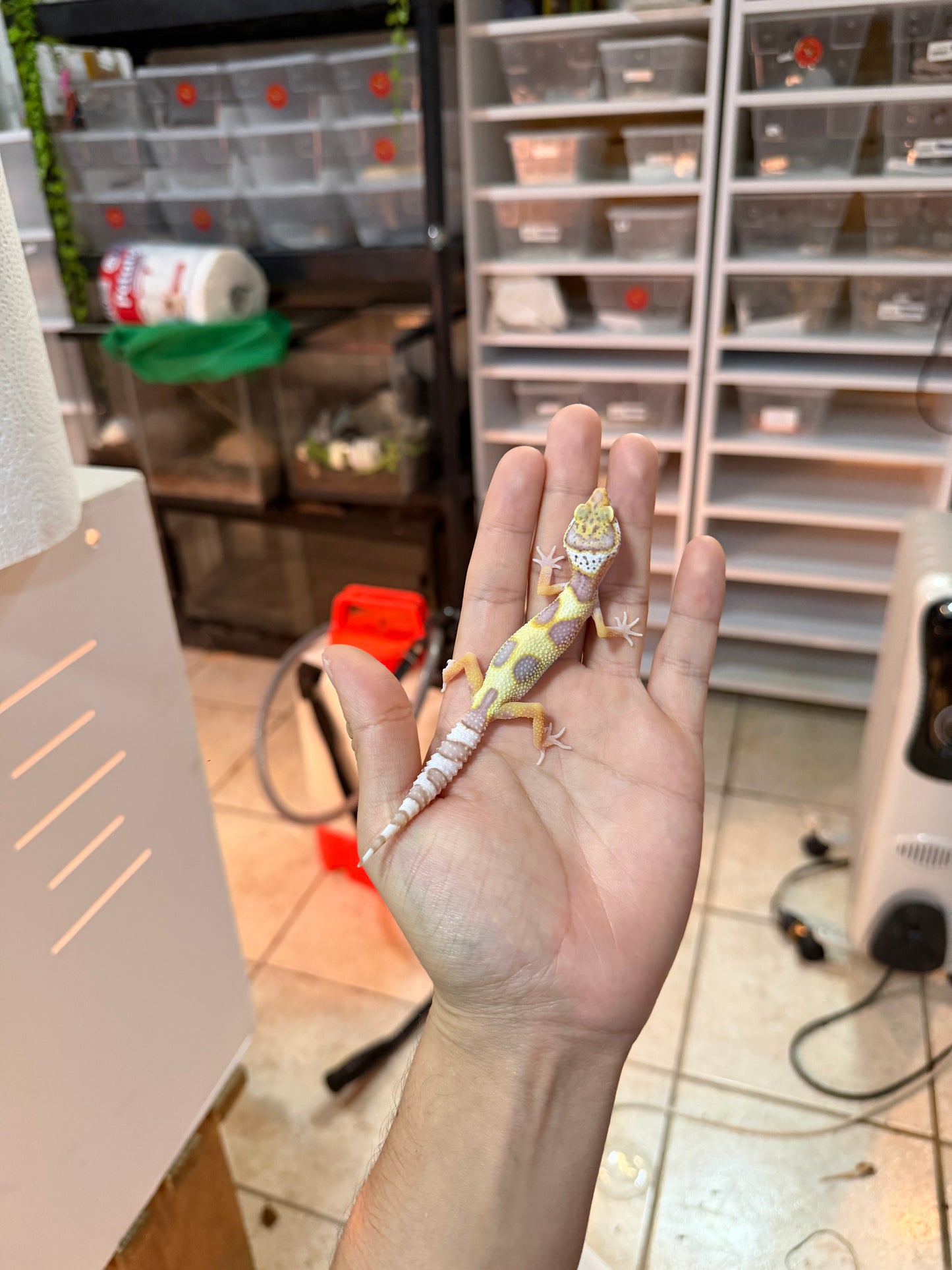 GECKO LEOPARDO MACK SNOW BELL  HEMBRA 080
