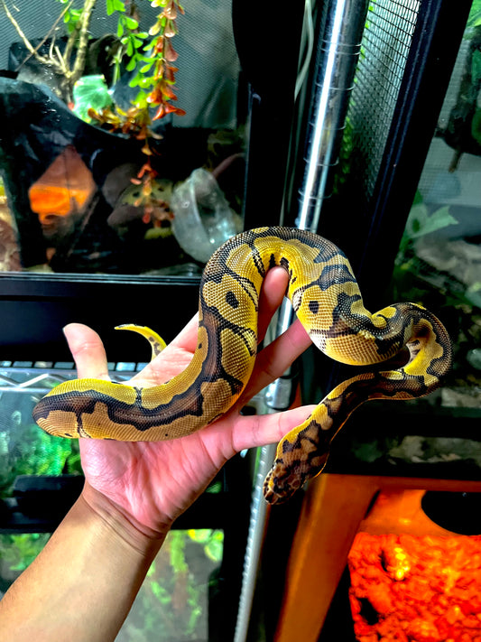 HEMBRA CLOWN