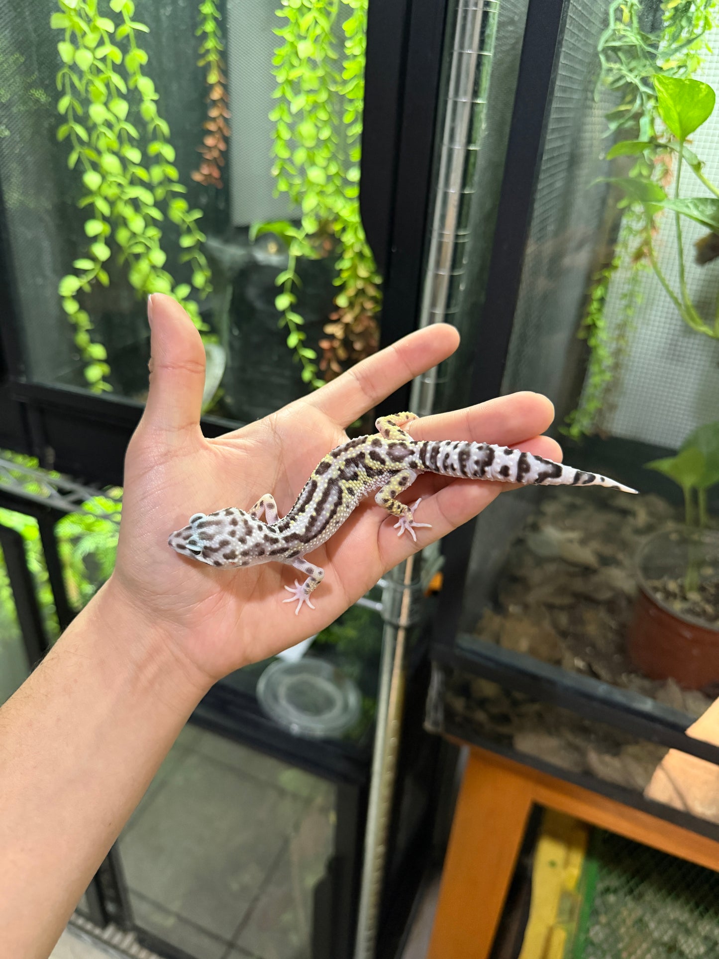 GECKO LEOPARDO MACK SNOW JUNGLE HEMBRA 6220