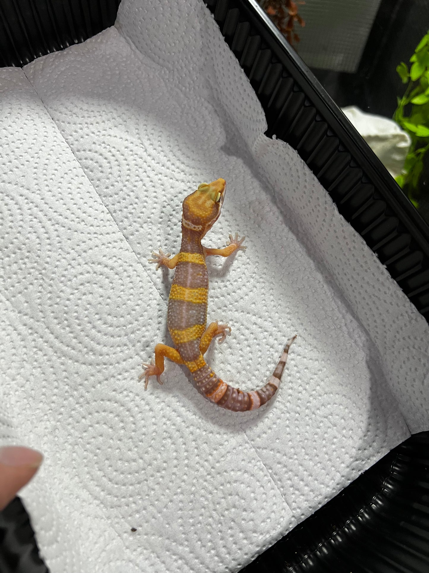 TANGERINE TREMPER 4