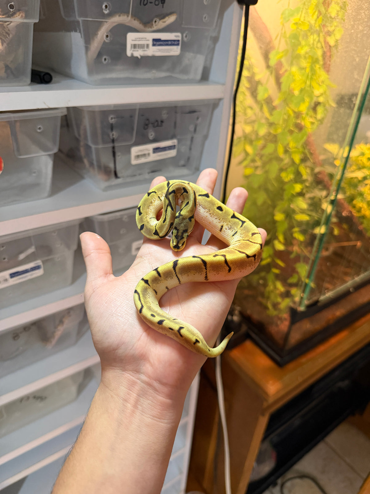 PITÓN BOLA SPIDER ENCHI HET PIED HEMBRA 11-13