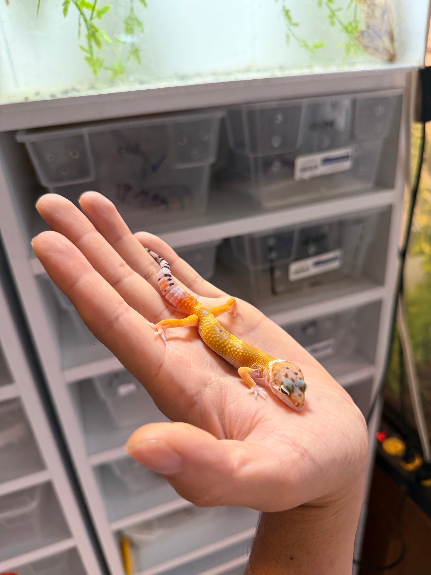 GECKO LEOPARDO HIGH YELLOW HET RAINWATER  3