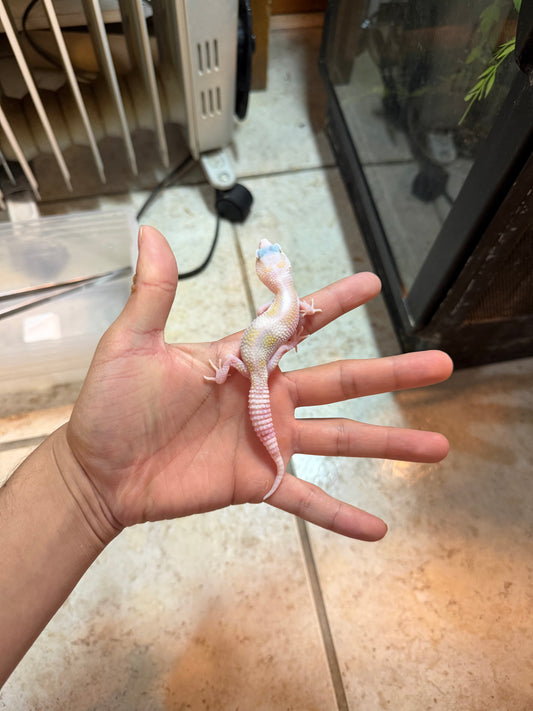 GECKO LEOPARDO MACK SNOW RAPTOR WY INCUBADO PARA MACHO 127