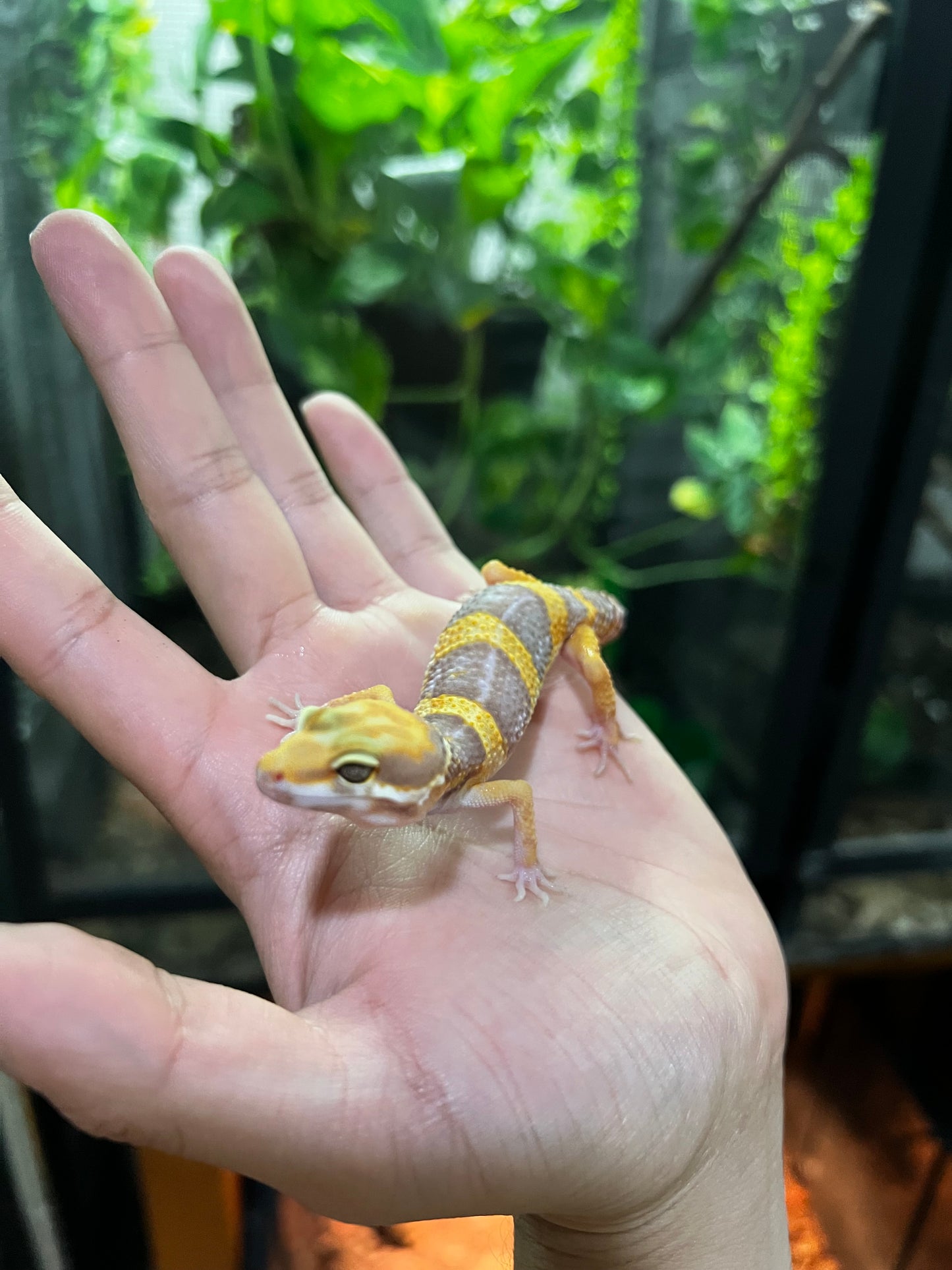 TANGERINE TREMPER 4