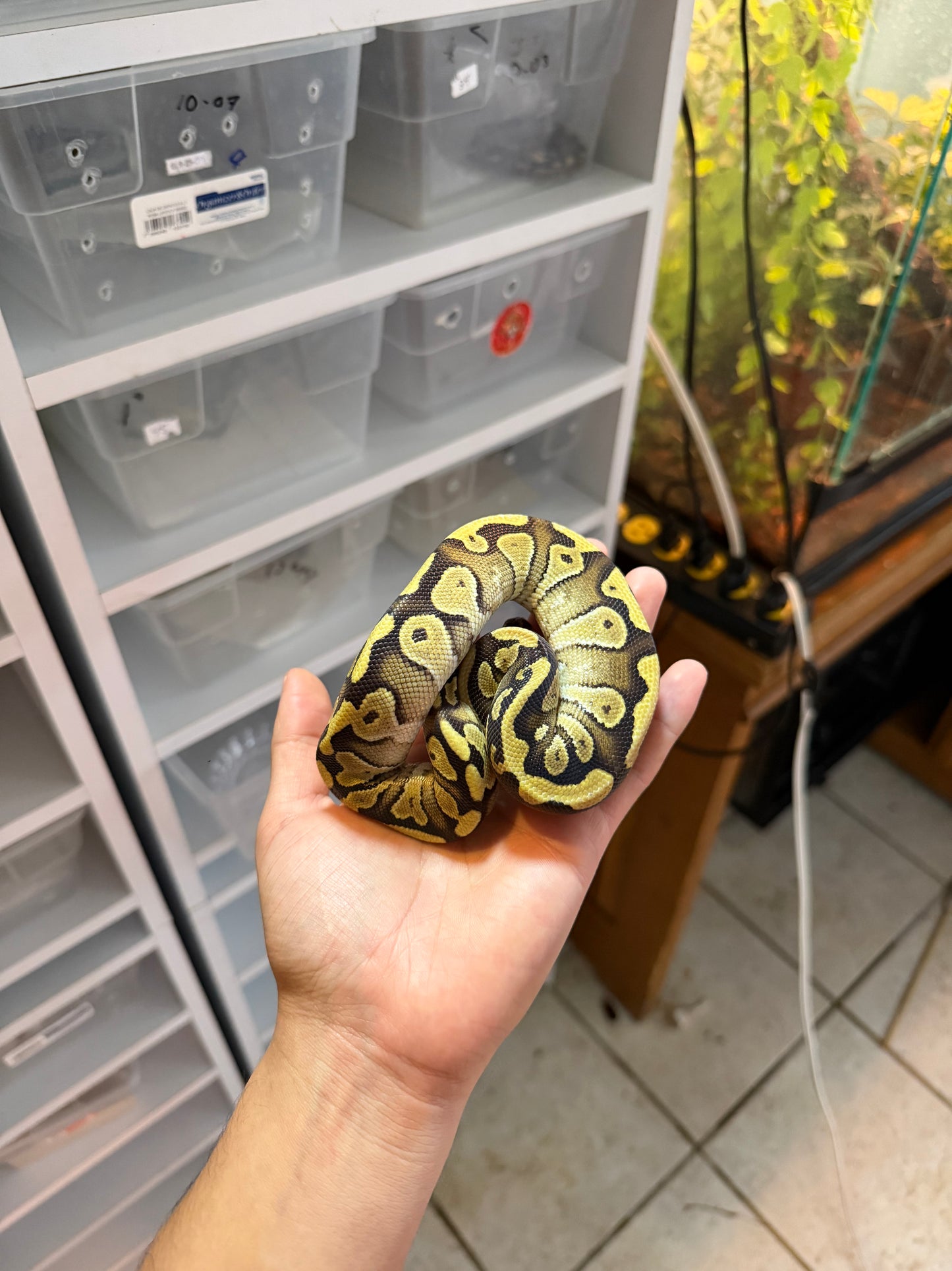 PITÓN BOLA MOJAVE YB/ASPHALT HET CLOWN MACHO 2