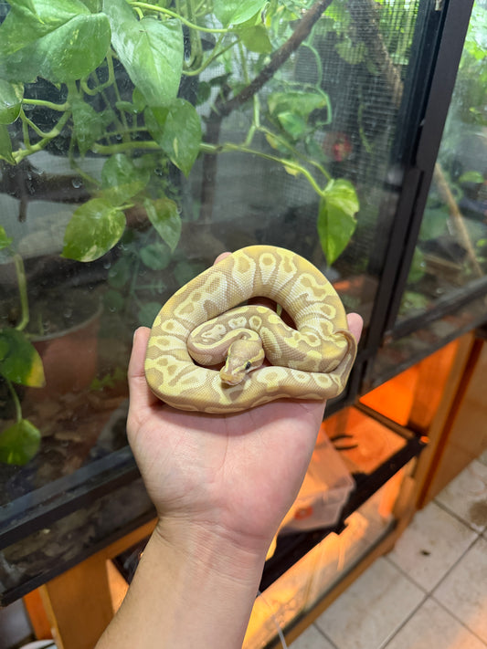 PITON BOLA BANANA MOJAVE ENCHI MACHO 1