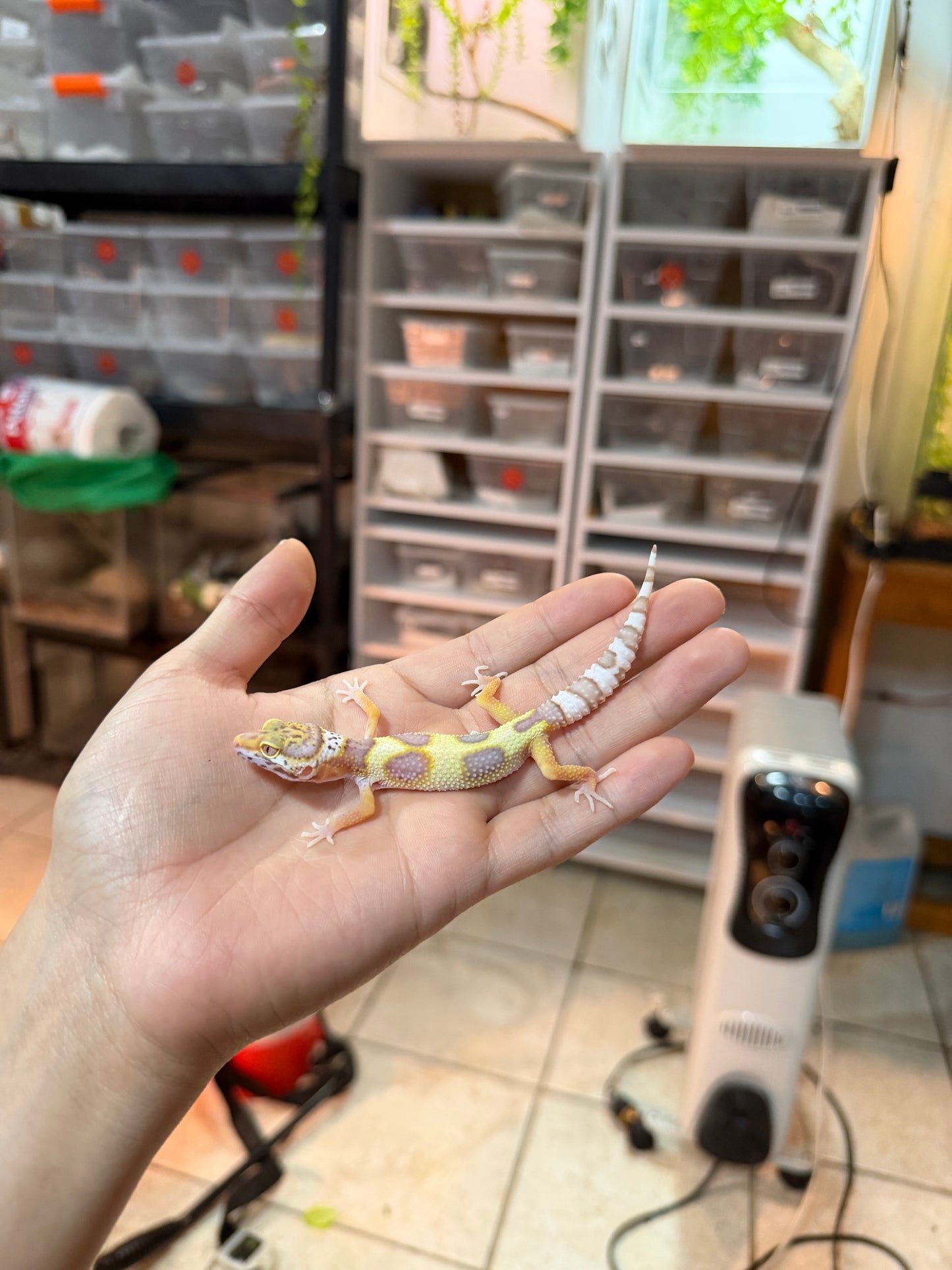 GECKO LEOPARDO MACK SNOW BELL  HEMBRA 080