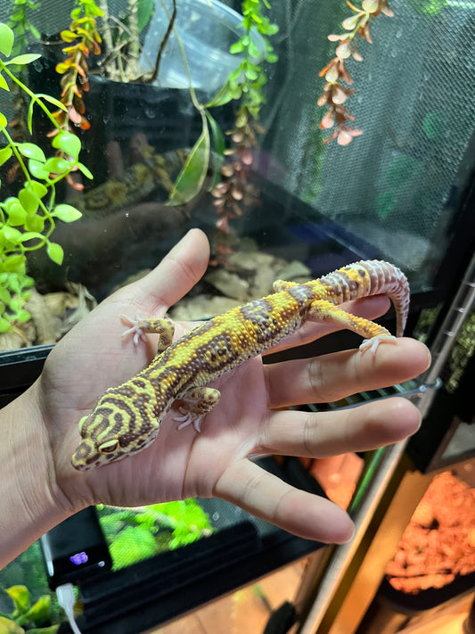 BELL ALBINO MACHO