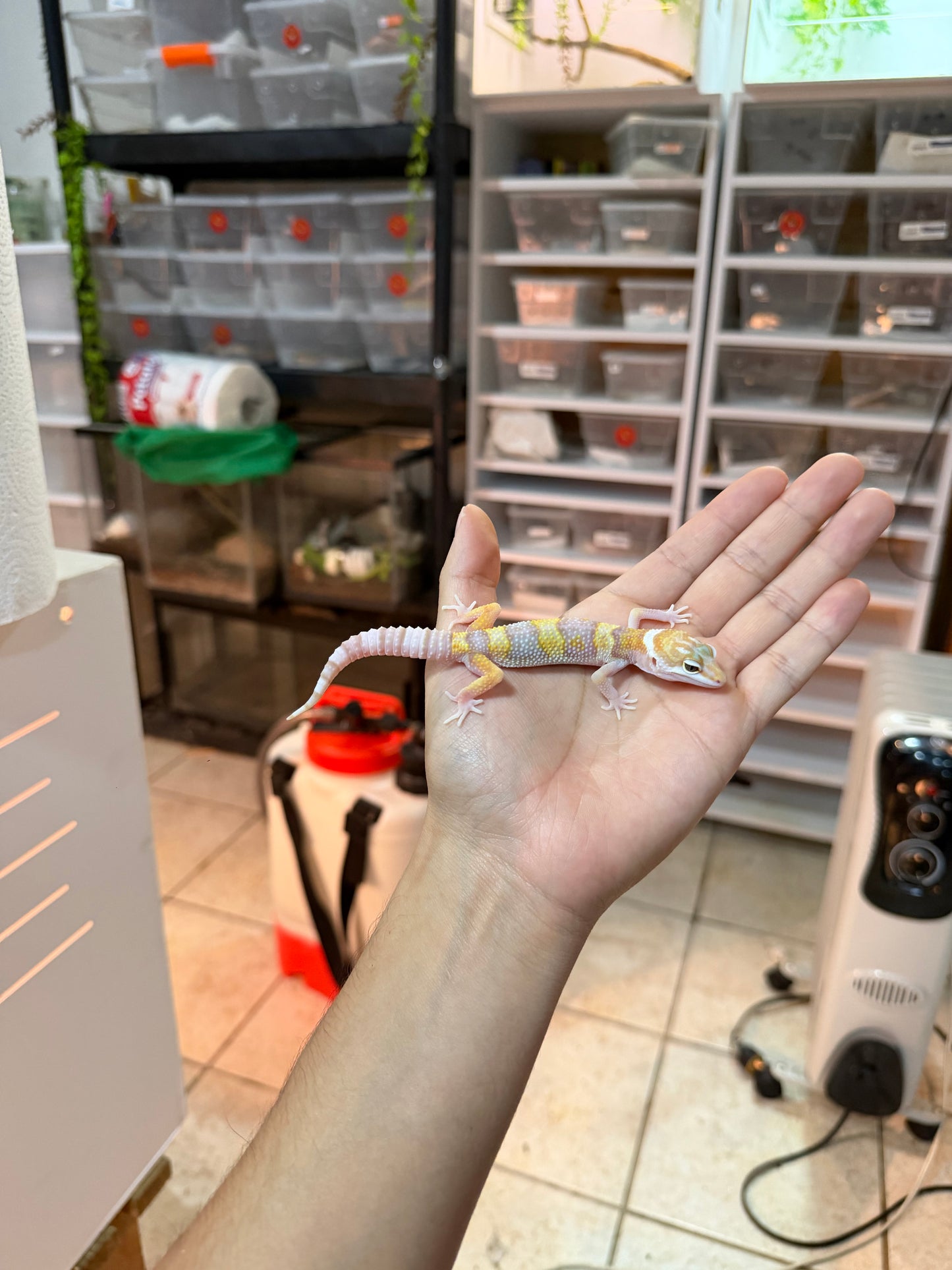 GECKO LEOPARDO RAINWATER MACHO 025