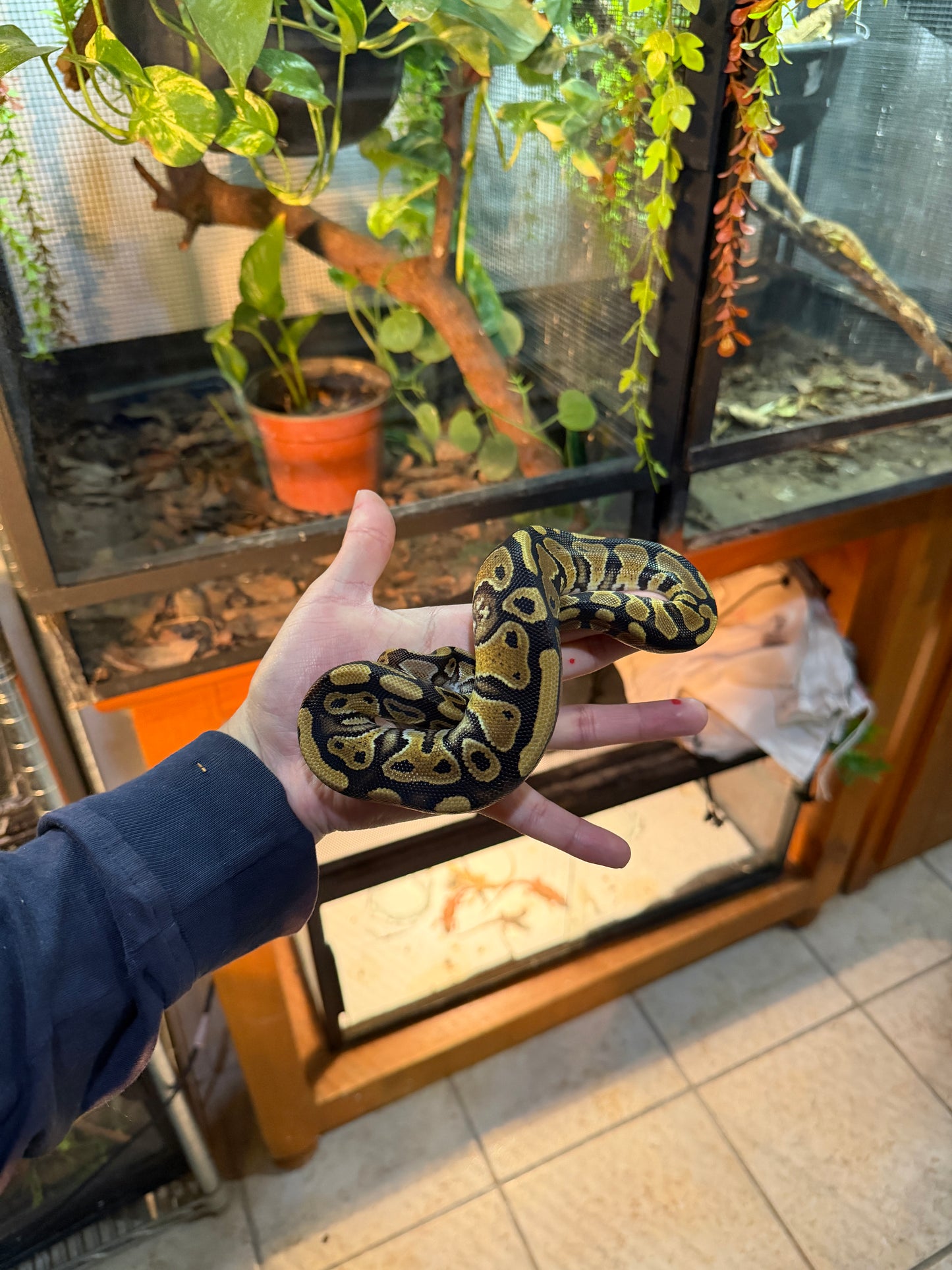 PITÓN BOLA NOMINAL MACHO 8