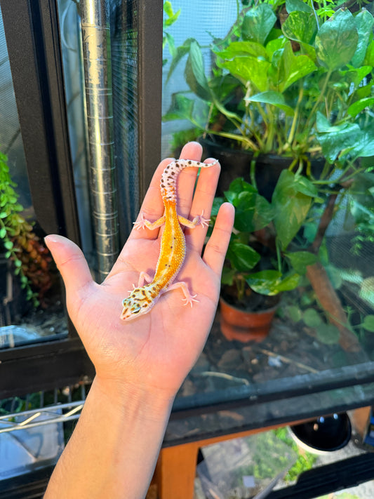 GECKO LEOPARDO TANGERINE HET TREMPER 118