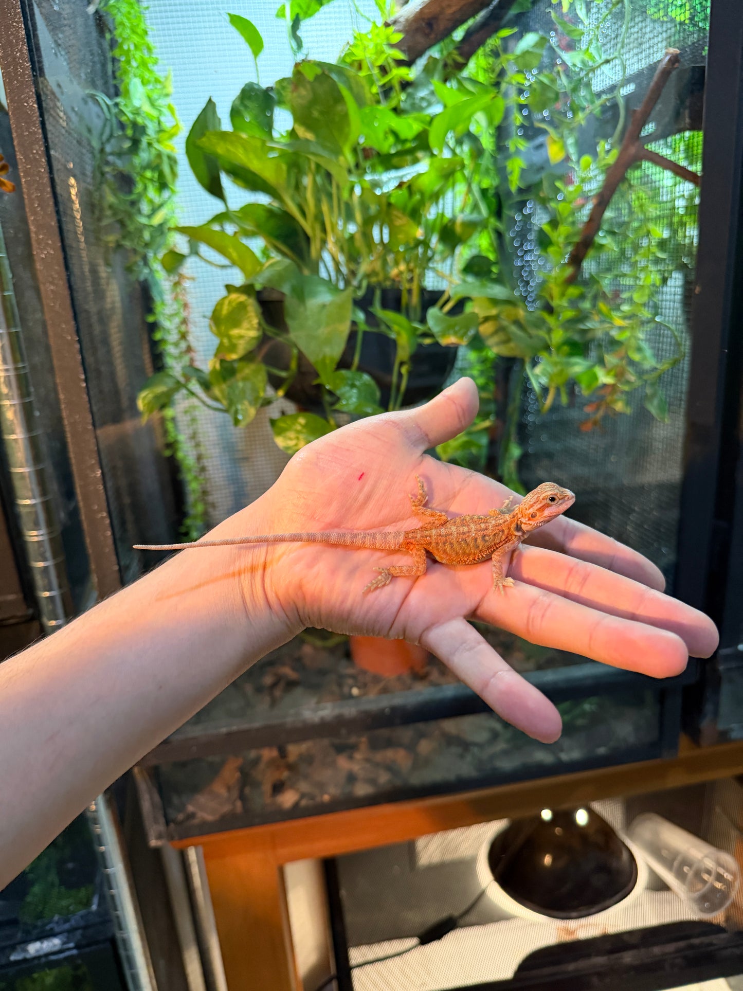 DRAGÓN BARBUDO HYPO LEATHERBACK BLUE BARS 11