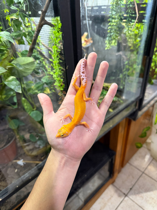 GECKO LEOPARDO RAINWATER HET TYPHOON