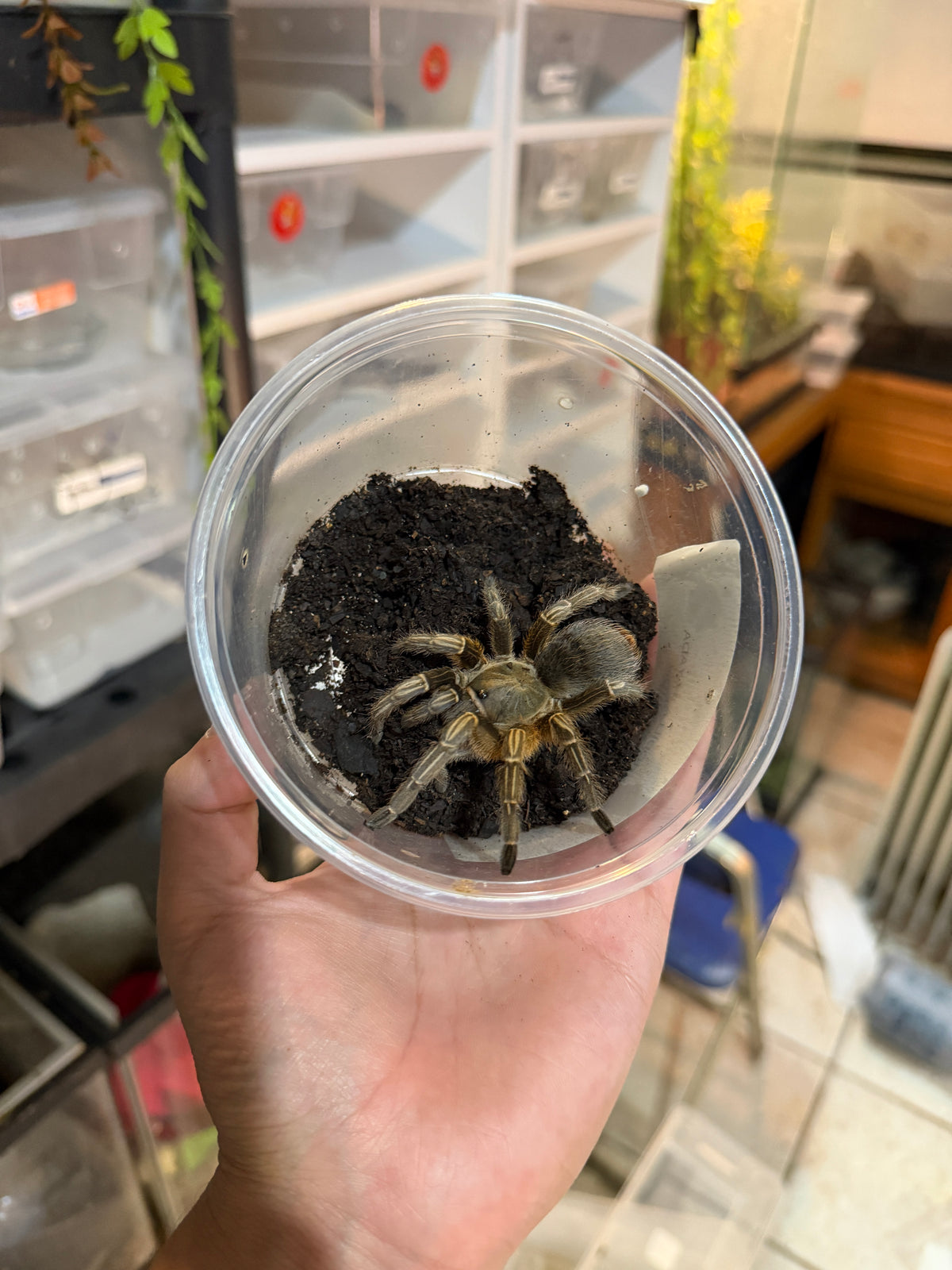 TARÁNTULA DE RODILLAS RAYADAS DE COSTA RICA