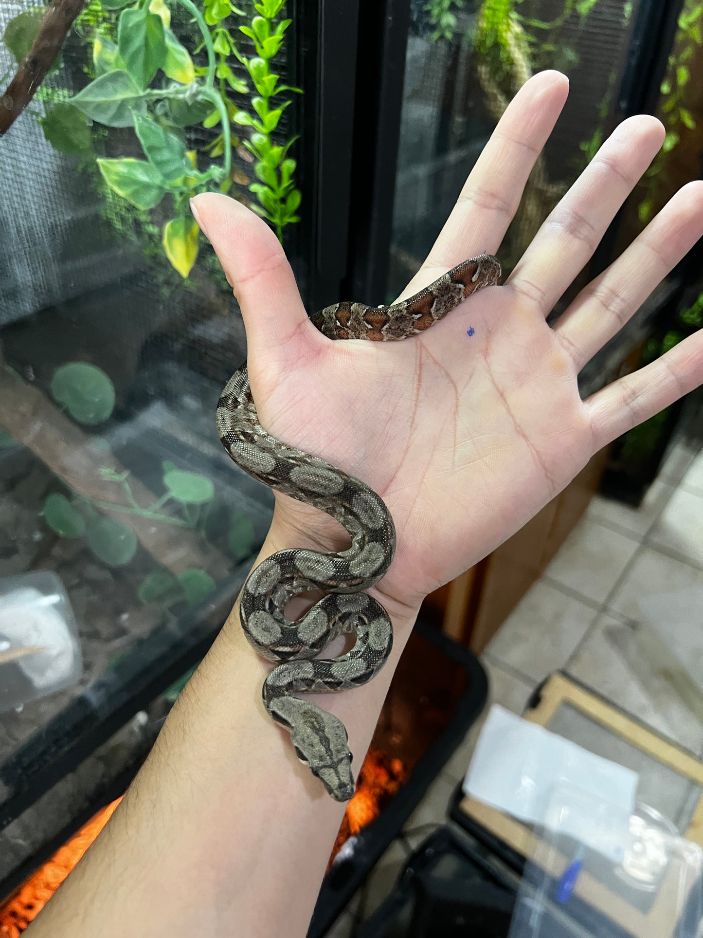 BOA MEXICANA LOCALIDAD VERACRUZ HEMBRA  97