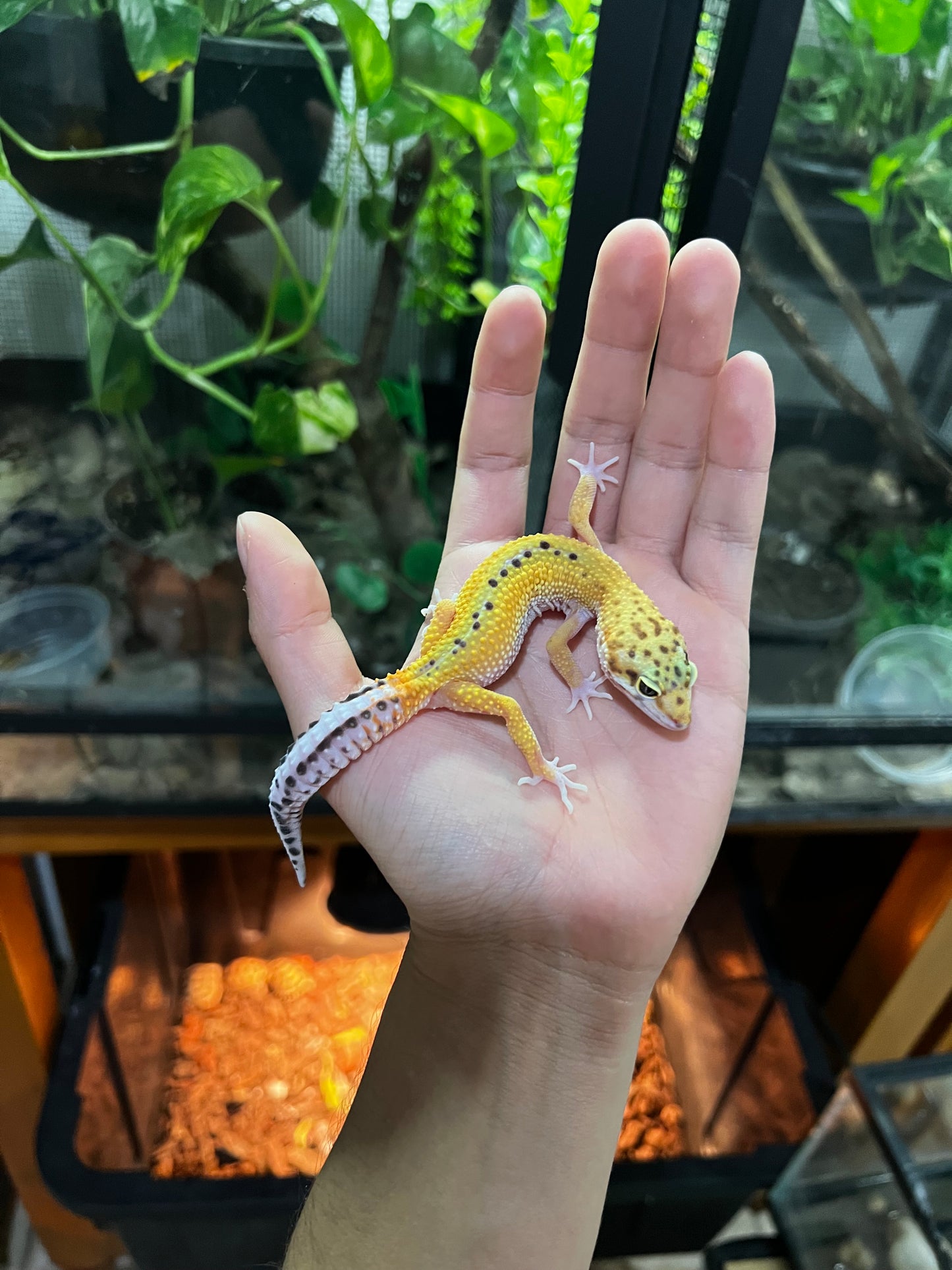 HYPO HET TREMPER HEMBRA JUVENIL