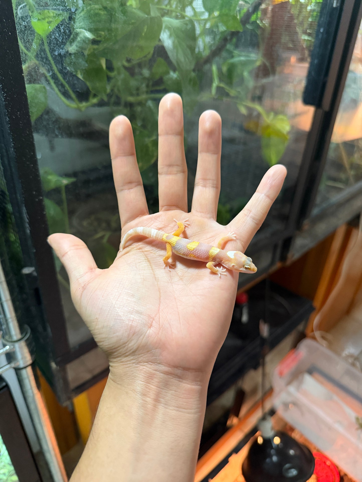 GECKO LEOPARDO TANGERINE TREMPER HIGH CONTRAST 56