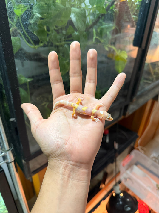 GECKO LEOPARDO TANGERINE TREMPER HIGH CONTRAST 56