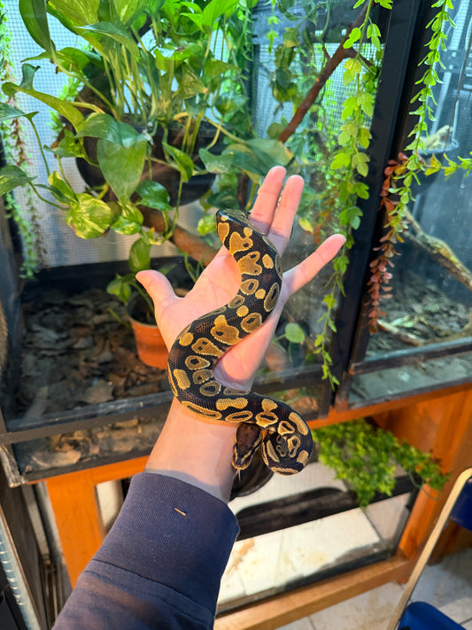 PITÓN BOLA NOMINAL HEMBRA 4