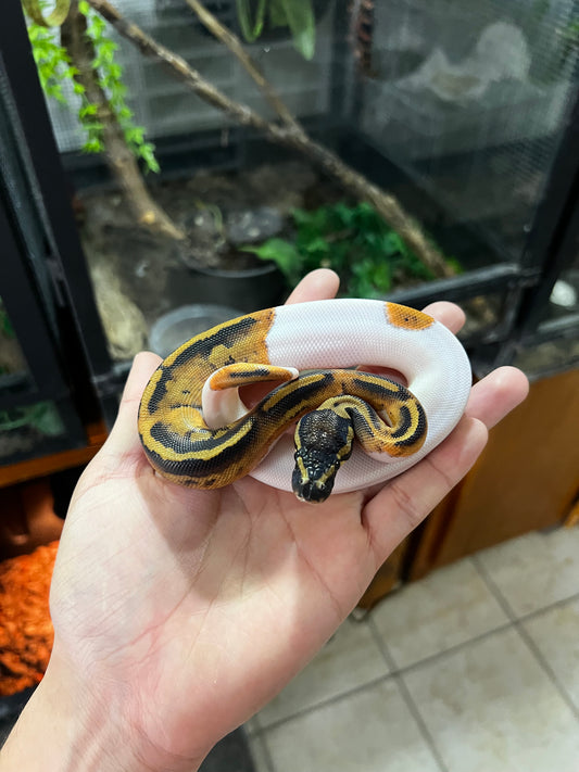 PIED HEMBRA 83