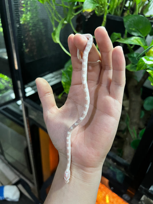 SERPIENTE MAICERA SNOW HEMBRA  42